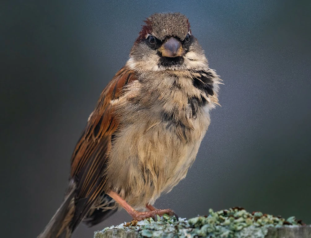 Rufous Sparrow